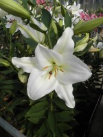 [1839 PremiumBlond No01.JPG]